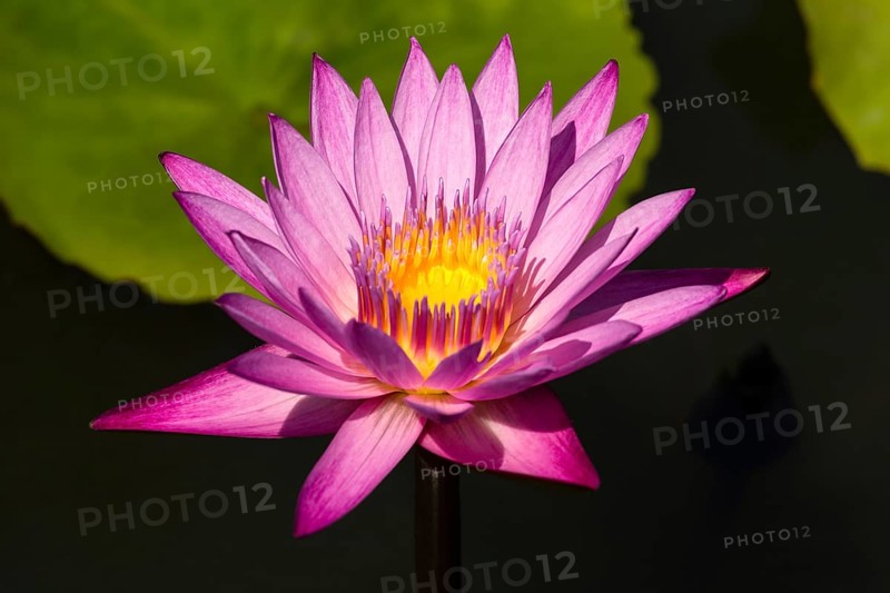 Lotus flower
