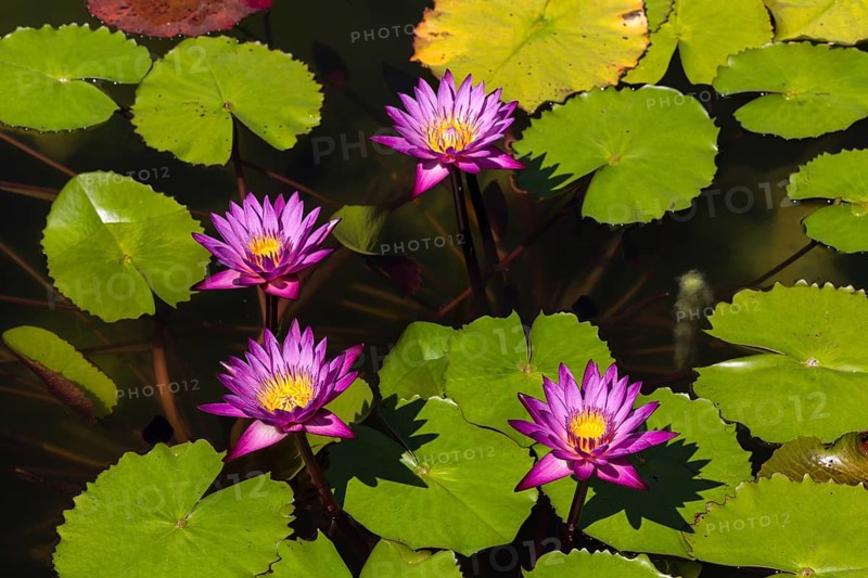 Lotus flowers