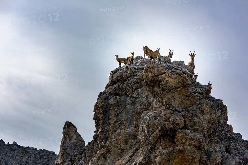 Alpine ibex