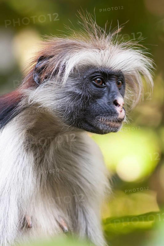 Zanzibar red colobus