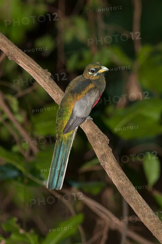 Narina trogon