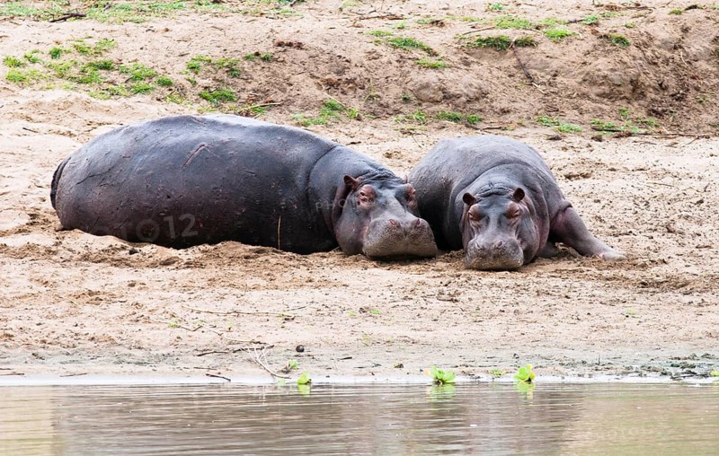 Hippopotamus