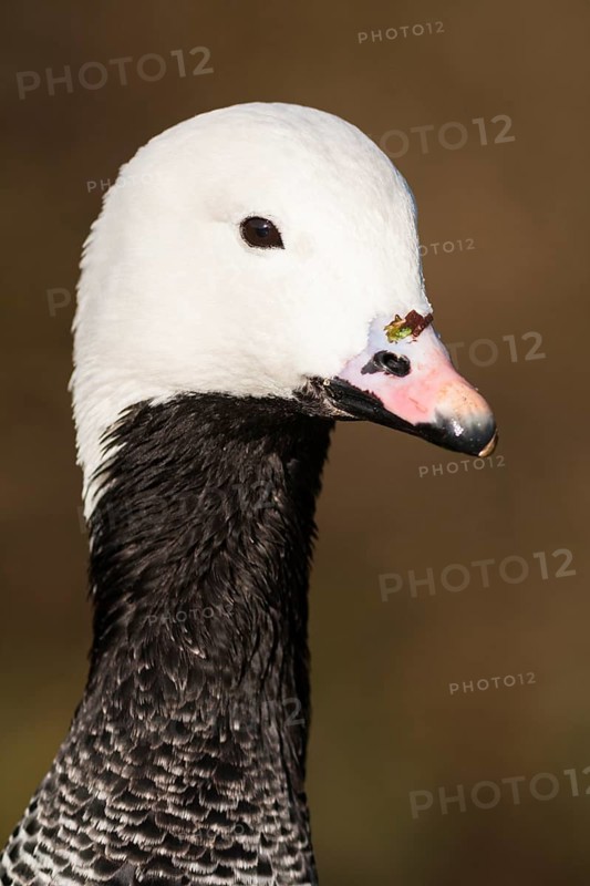 Emperor goose