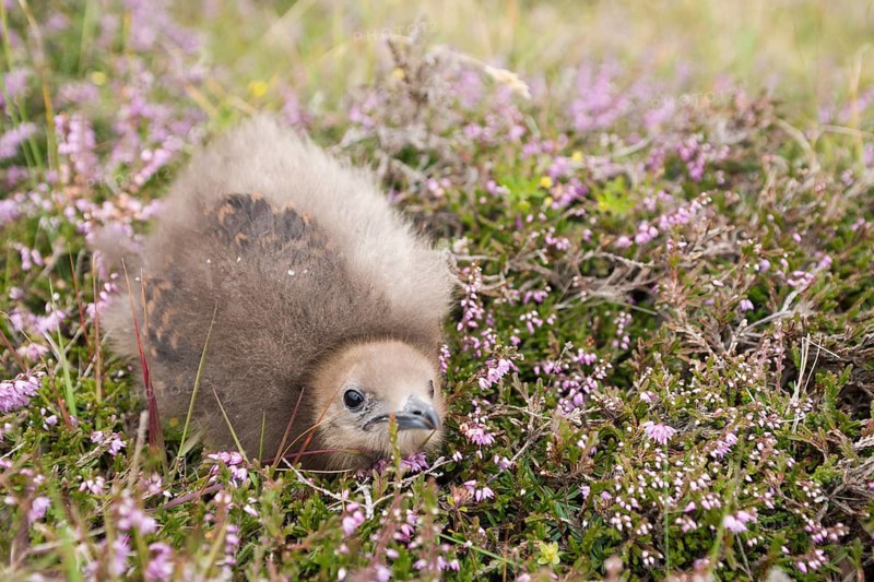 Arctic skua