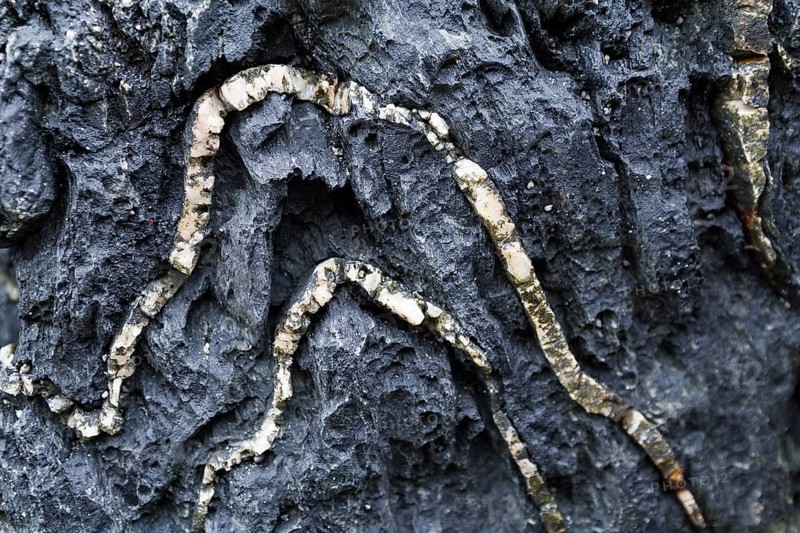 Detail of folded quartz veins in black metamorphic rock