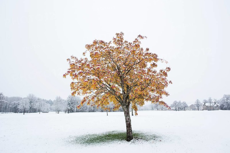 Sycamore