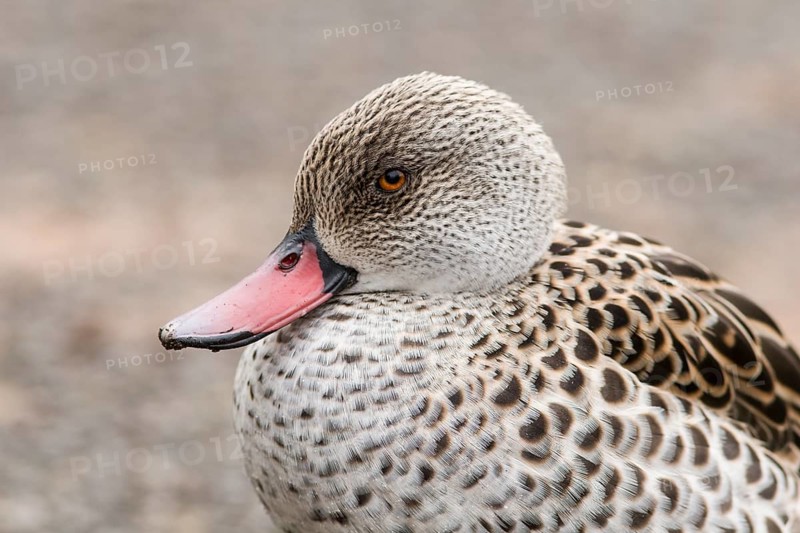 Cape Teal
