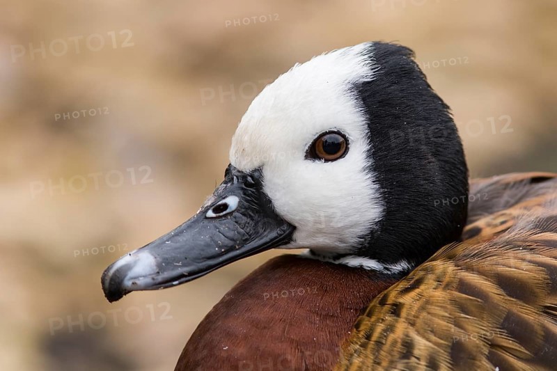 White-faced Whistling Duck