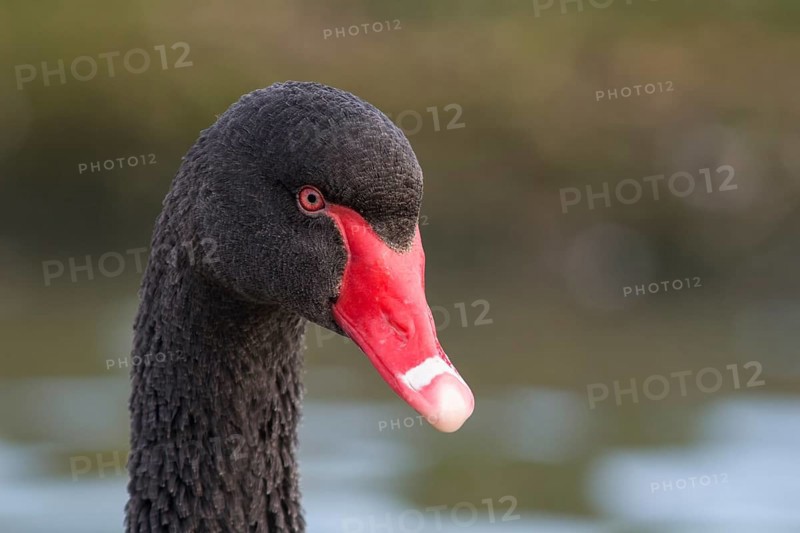 Australian Black Swan