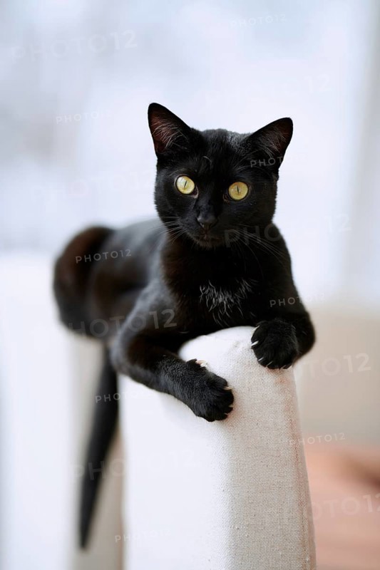 Black cat