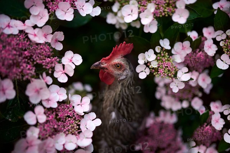 Free-running grey Domestic Chicken