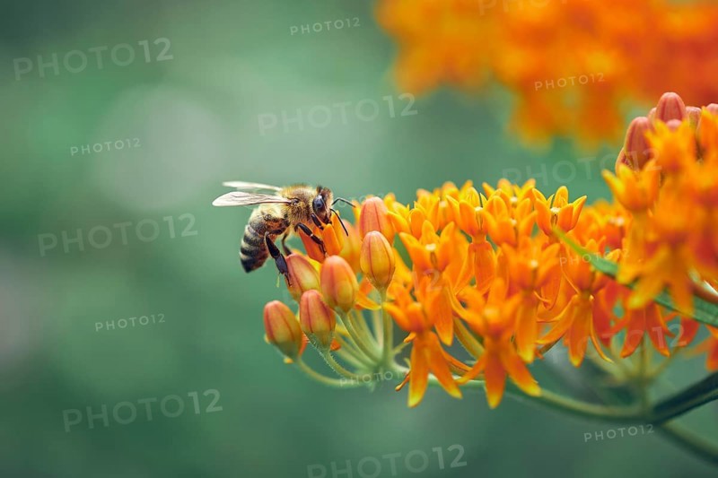 Honey bee