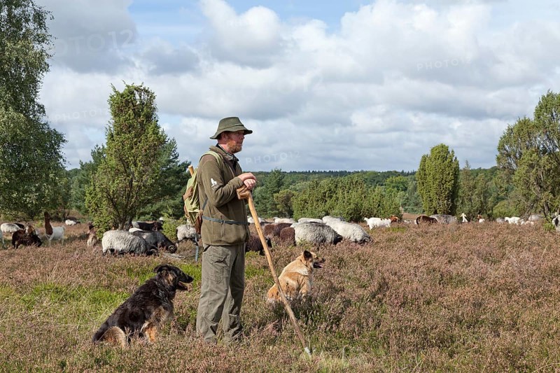 Shepherd with dogs and flock of sheep