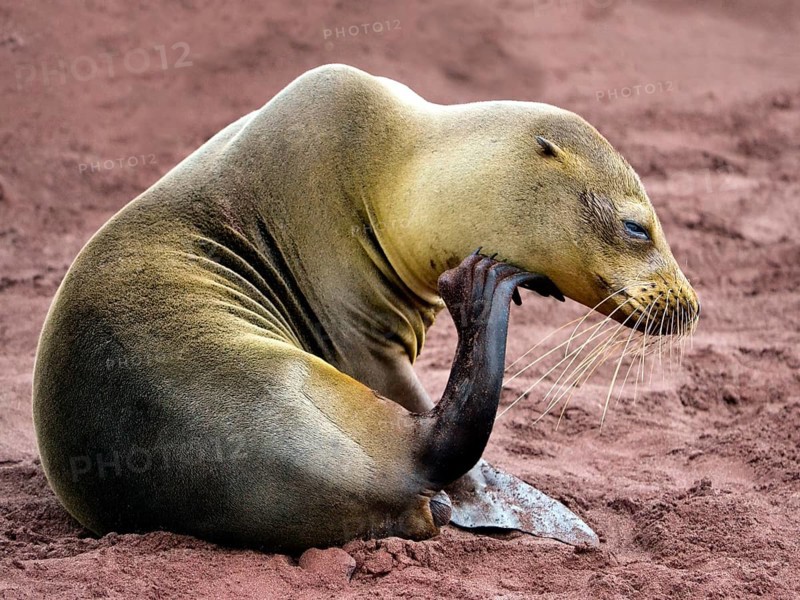 Galapagos sea lion