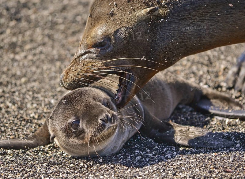 Galapagos sea lion