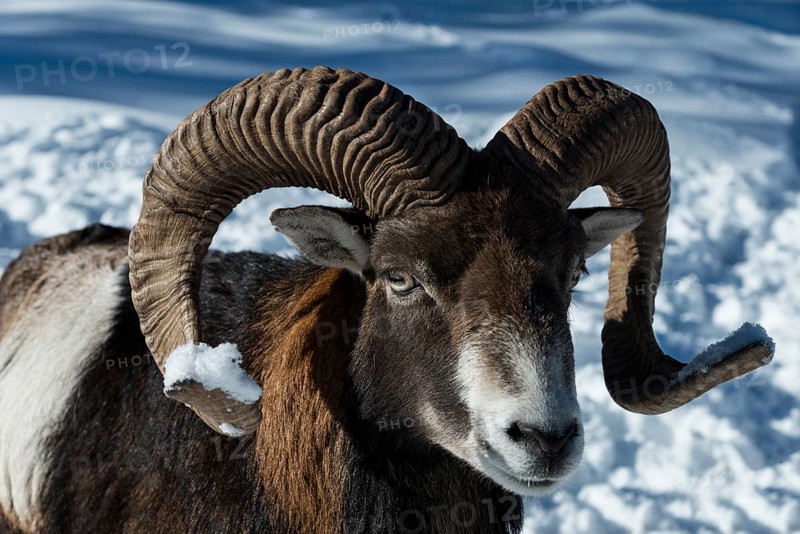 Mouflon