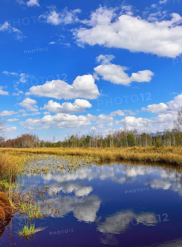 Waterlogged peat mining area with common club-rushes