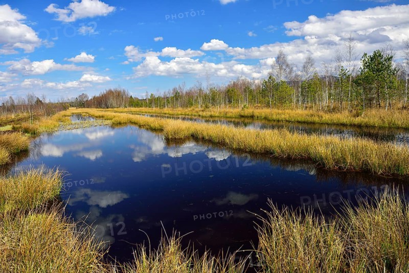 Waterlogged peat mining area with common club-rushes