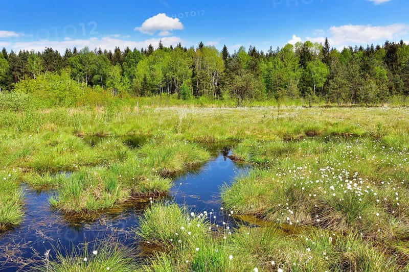 Flowering Tussock Cottongrass