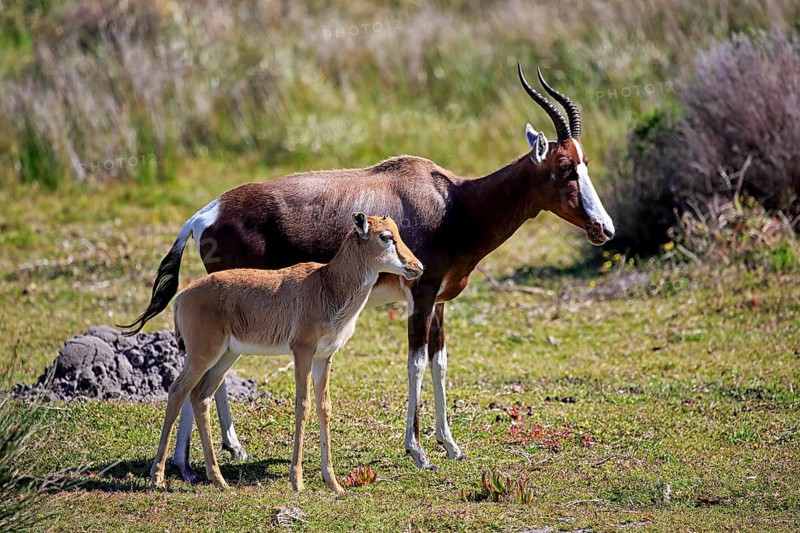 Bontebok