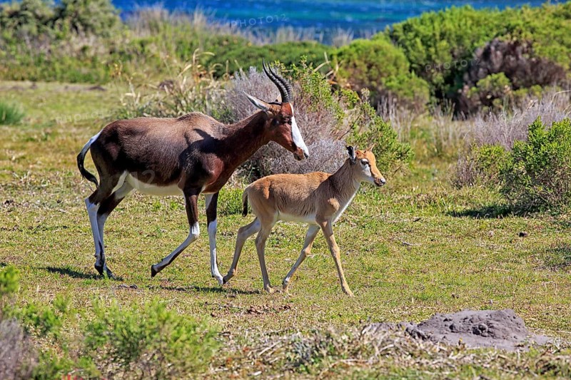 Bontebok