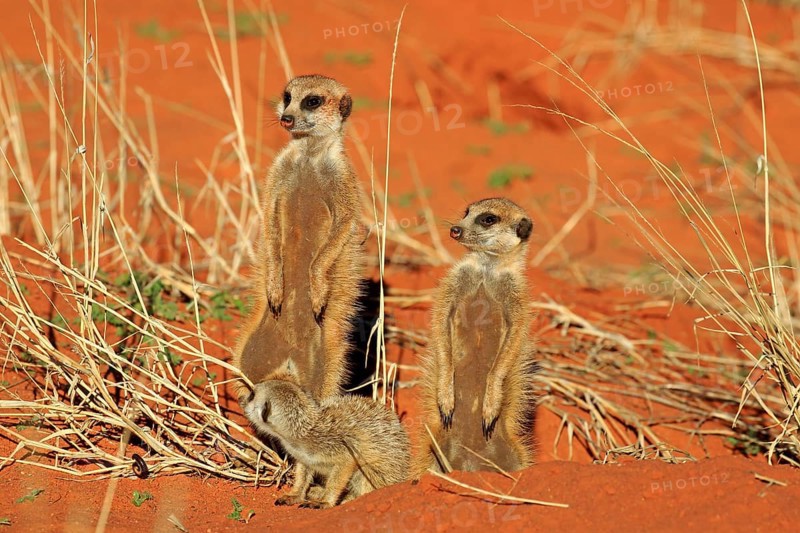 Meerkats