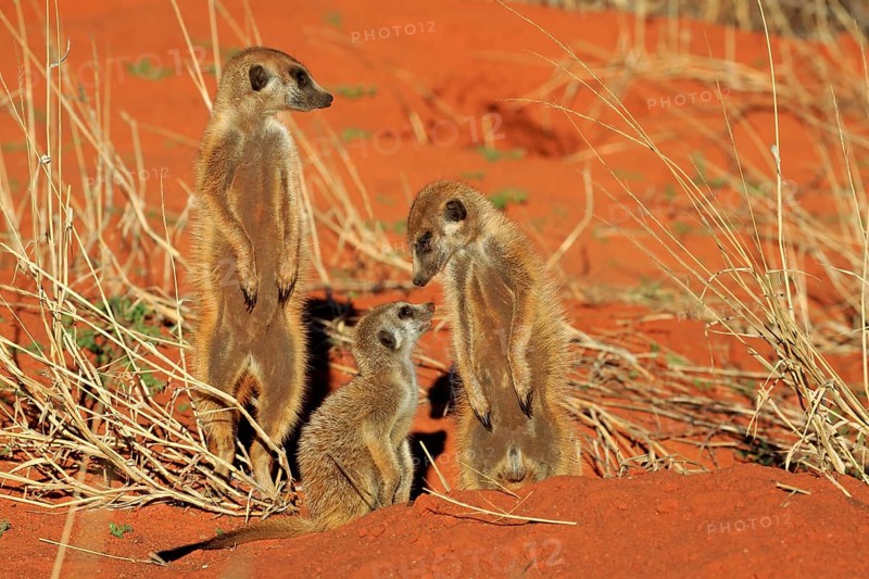 Meerkats