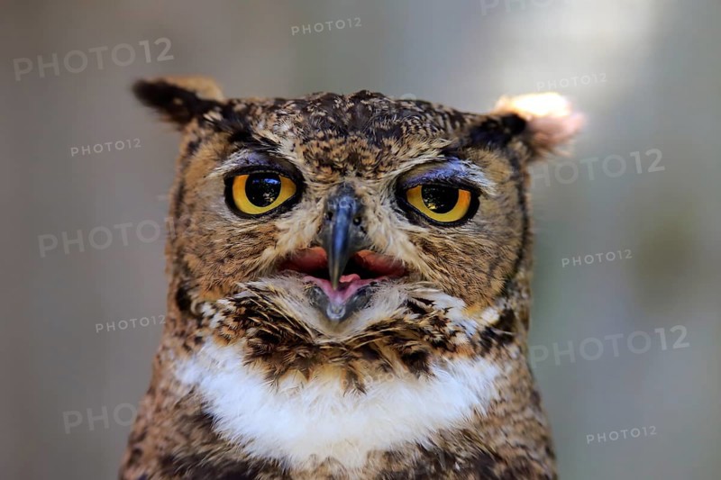 Spotted eagle owl