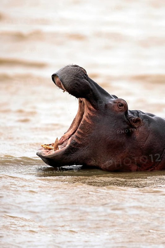 Hippopotamus