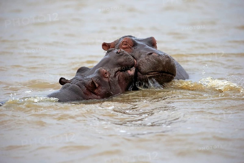 Two Hippopotamuses