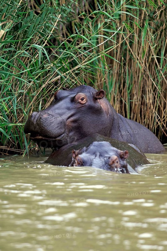 Two Hippopotamuses