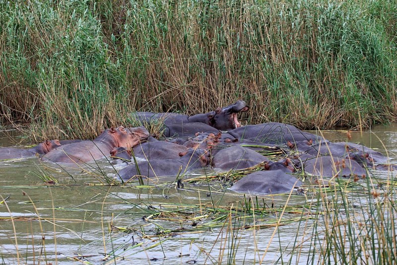 Hippopotamuses
