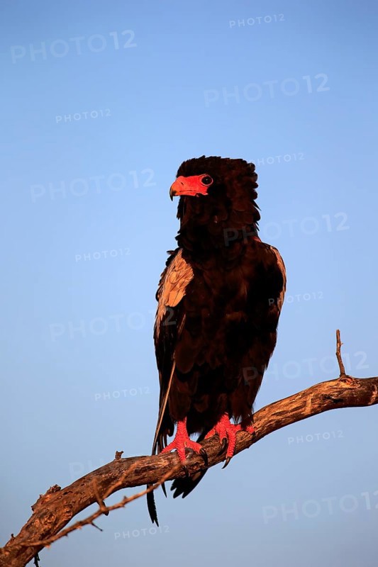 Bateleur