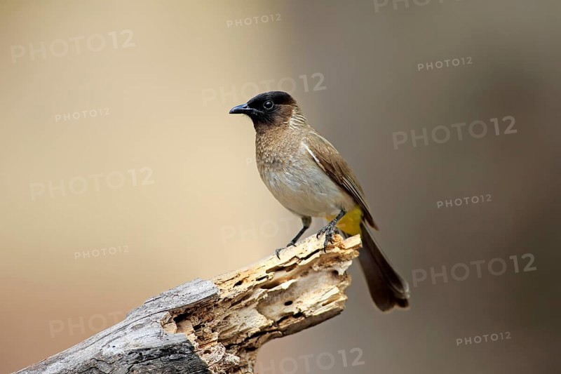 Common Bulbul