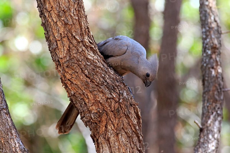Grey go-away-bird