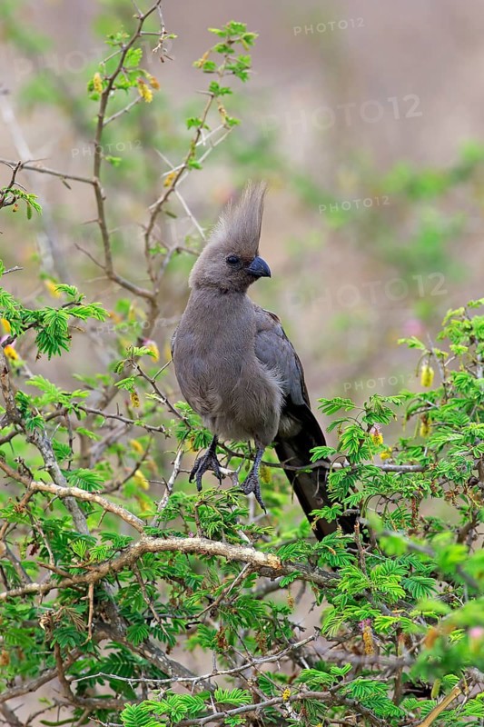 Grey go-away-bird