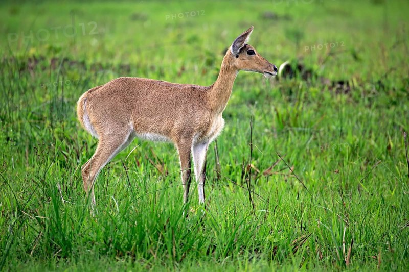 Southern Reedbuck