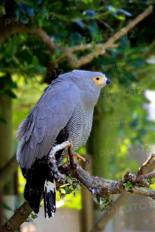African harrier-hawk