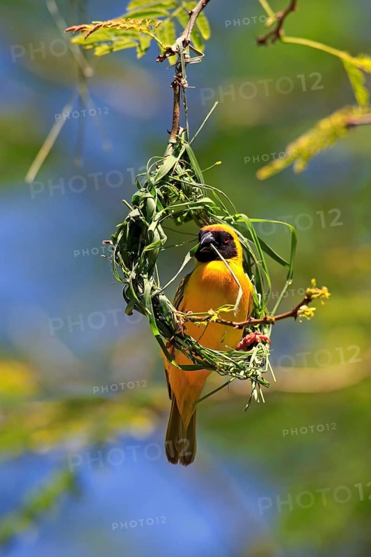 Southern Masked Weaver