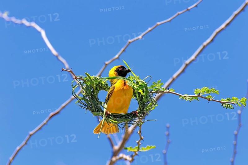 Southern Masked Weaver