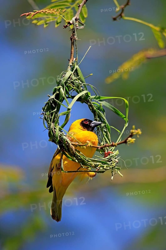 Southern Masked Weaver