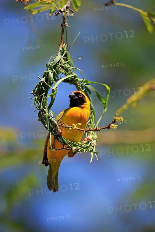 Southern Masked Weaver