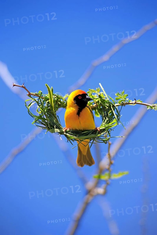 Southern Masked Weaver