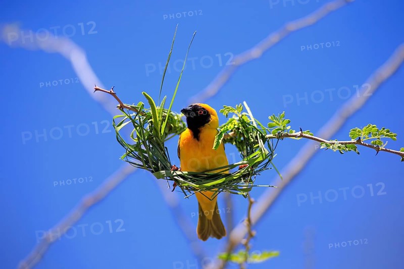 Southern Masked Weaver