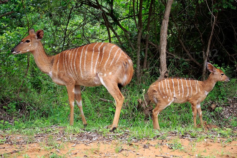 Nyala