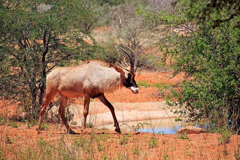 Roan Antelope