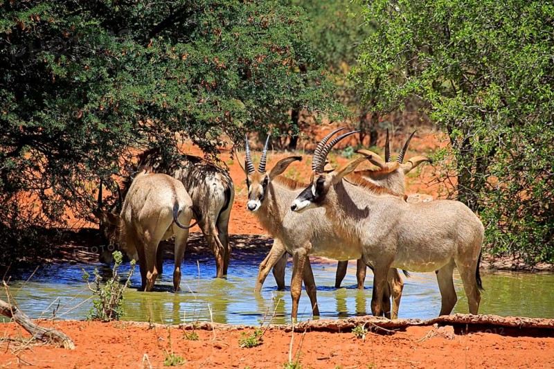 Roan antelope
