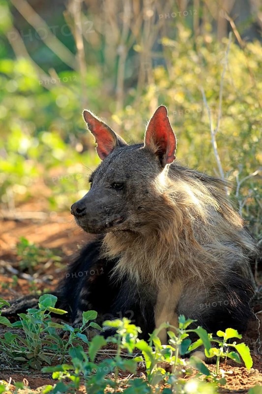 Brown Hyena