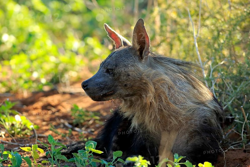 Brown Hyena