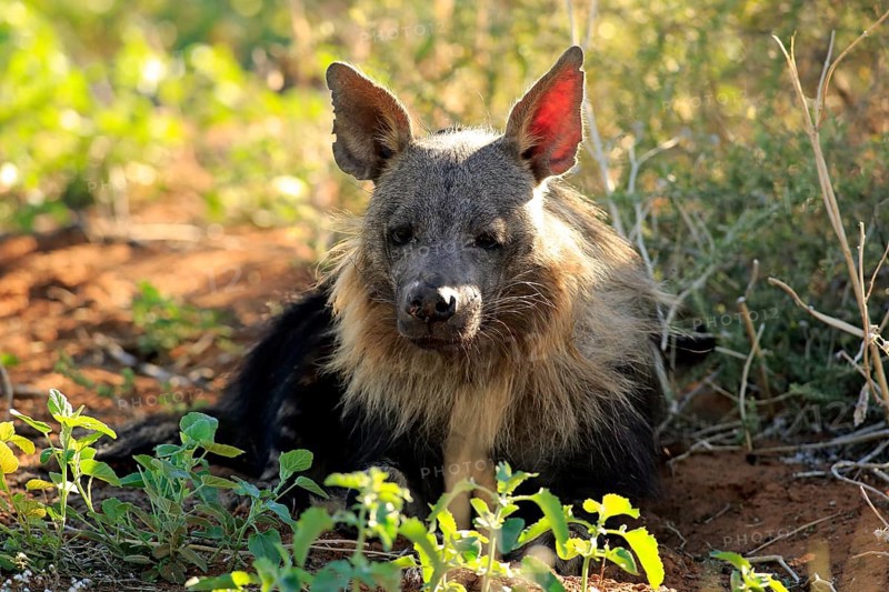 Brown Hyena